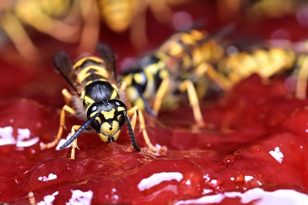 wasp, jam, insects, entomology, wasp on jam, common wasp, german wasp, wasp, wasp, wasp, wasp, wasp-8227088.jpg
