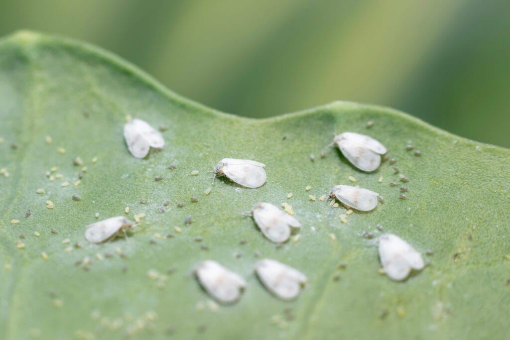 Whitefly Aleyrodes proletella agricultural pest on cabbage leaf.