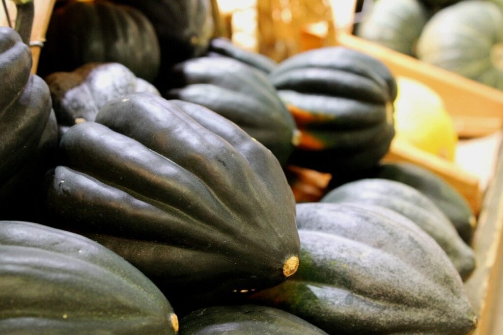 acorn squash, autumn, vegetable, food, harvest, seasonal, thanksgiving, produce, acorn squash, acorn squash, acorn squash, acorn squash, acorn squash-938936.jpg