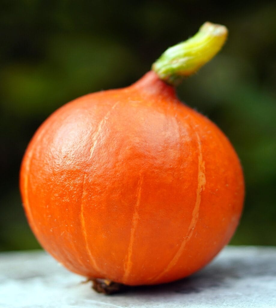 food, vegetable, squash, red kuri squash, hokkaido pumpkin, healthy, vitamin, nutrition, squash, squash, squash, squash, squash-5629975.jpg