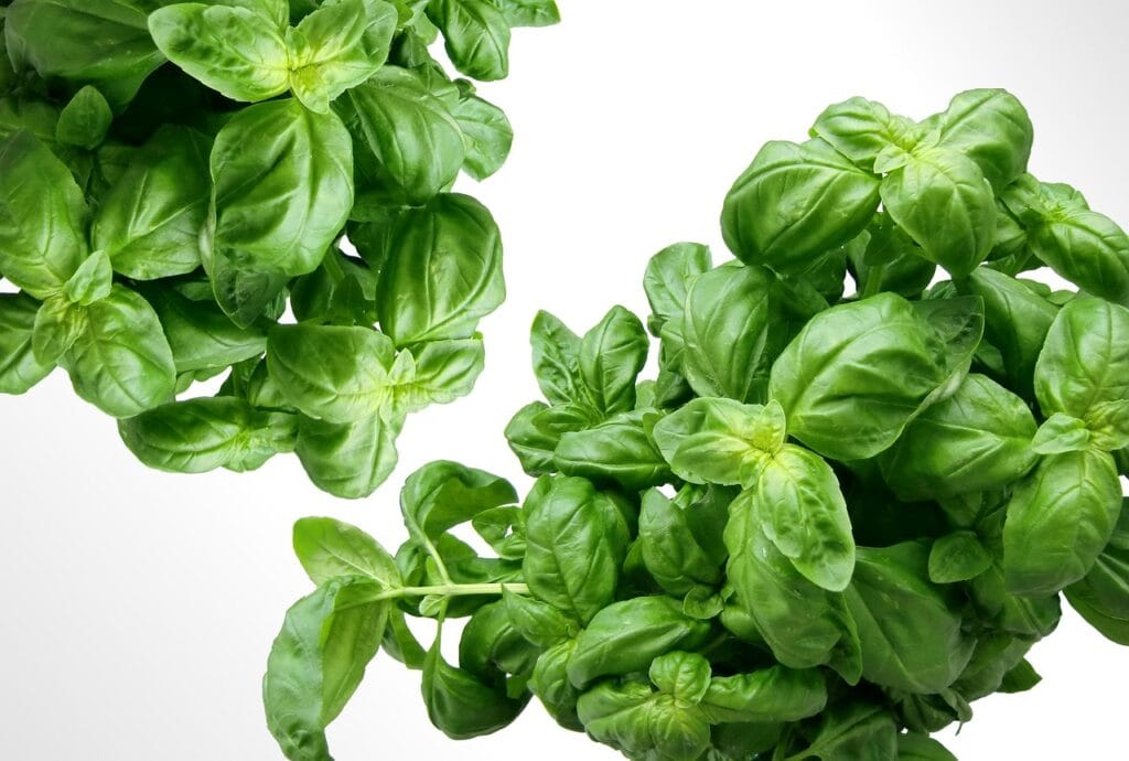 basil, herbs, leaves, foliage, fresh, aromatic, flavoring, nature, ingredient-583816.jpg