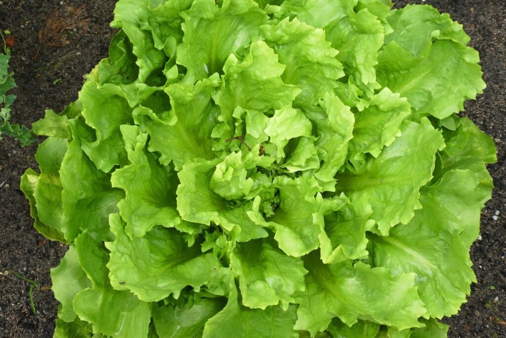 endive, vegetable, garden, nature, food, biological, vitamins, vegetarian, power supply, healthy-4677068.jpg