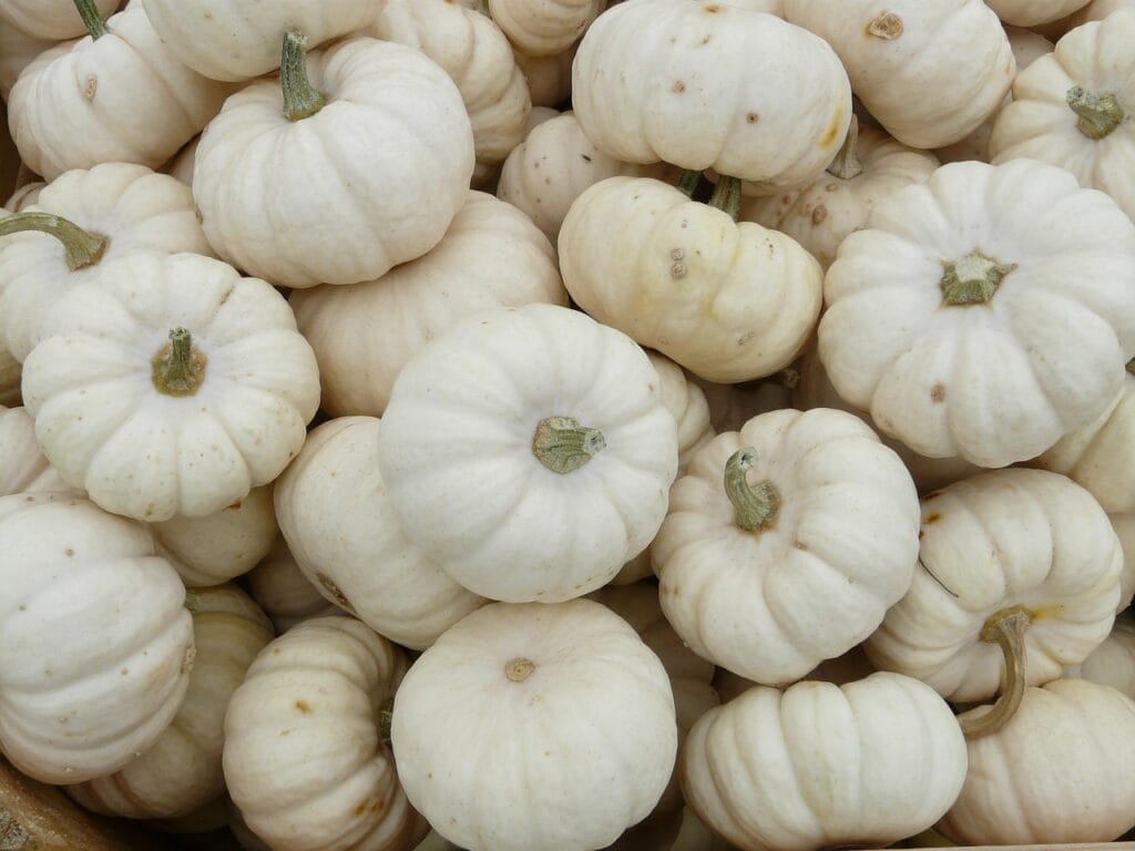 mini pumpkins, pumpkin, miniature pumpkin, baby boo, ribbed, decorative, gourd, white, vegetables, pumpkin, pumpkin, pumpkin, pumpkin, pumpkin-61281.jpg