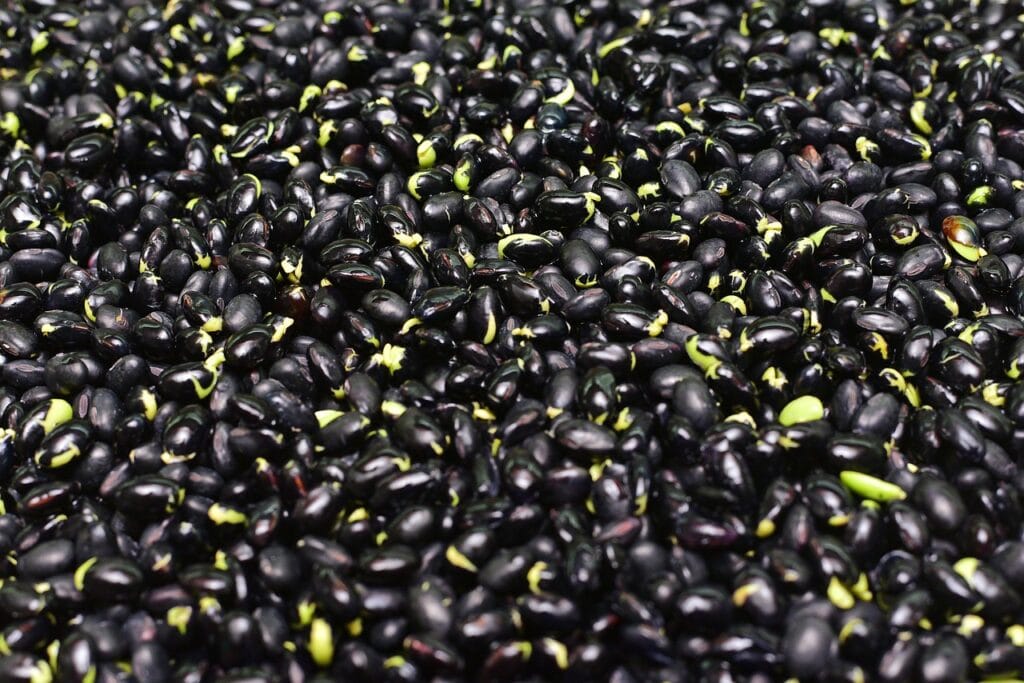 bean, black bean, bud, grow, black, vegetable, cultive, black bean, black bean, black bean, black bean, black bean-6077944.jpg