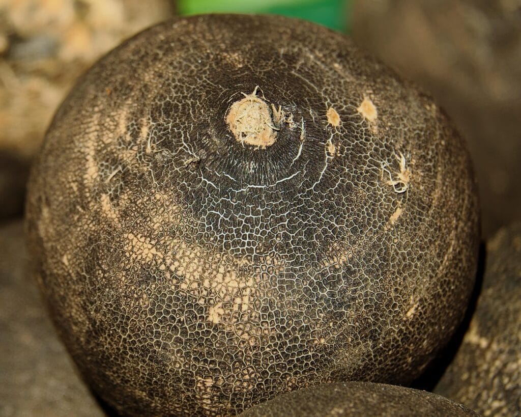 black winter radish, radish, black, shell, aroma, sharp, spicy, healthy, vitamins, food, plant, vitamin c, medicinal plant, brassicaceae, nature, brassiceae-3263592.jpg