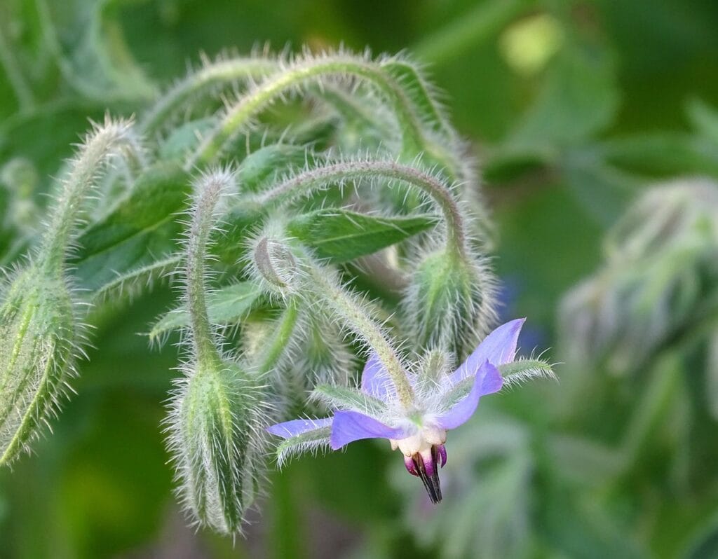 borage, cucumber, boretsch, borage flower, culinary herbs, kitchen garden, medicinal plant, pointed flower, kukumerkraut, borago officinalis-3595337.jpg
