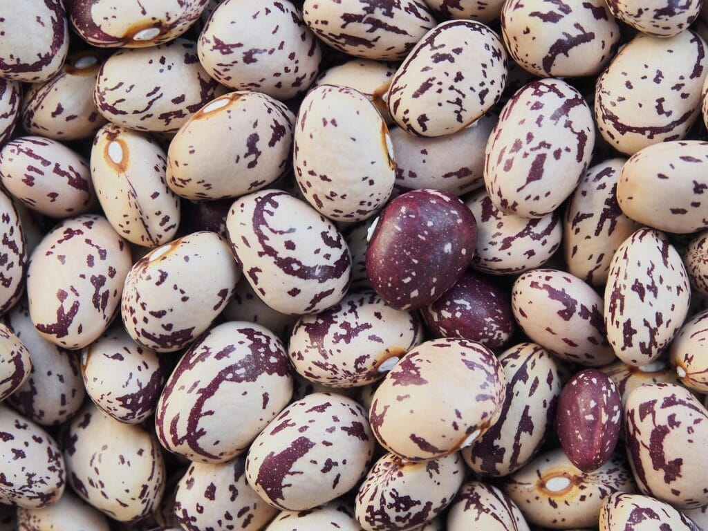 borlotti, beans, dried, pulses, preserved, legume, speckled, borlotti, borlotti, borlotti, borlotti, borlotti, beans, pulses, pulses, pulses, pulses, pulses, legume-628461.jpg