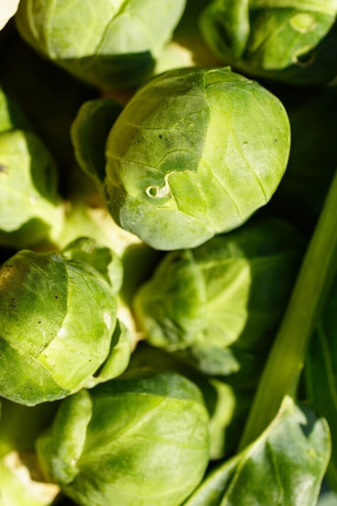 cabbage, brussels, brussel sprouts, vegetables, agriculture, food-8517143.jpg