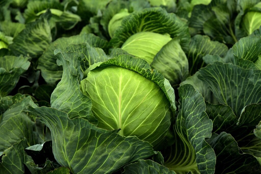 cabbage, herb, white cabbage, cultivation, vegetables, healthy, vitamins, winter vegetables, vegan, nature, vegetarian, cabbage field, green, food, agriculture, vegetable cabbage, leaves, fresh-3722517.jpg