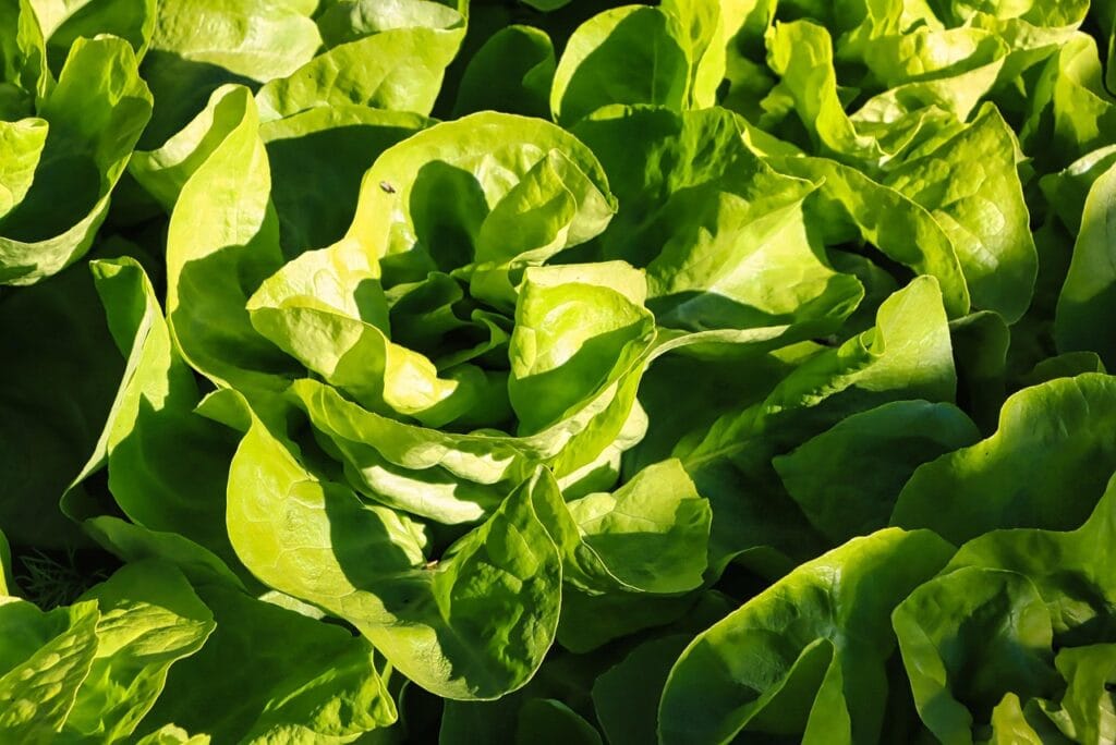 lettuce, fresh, salad, vegetables, vegetarian, lettuce leaves-7139769.jpg